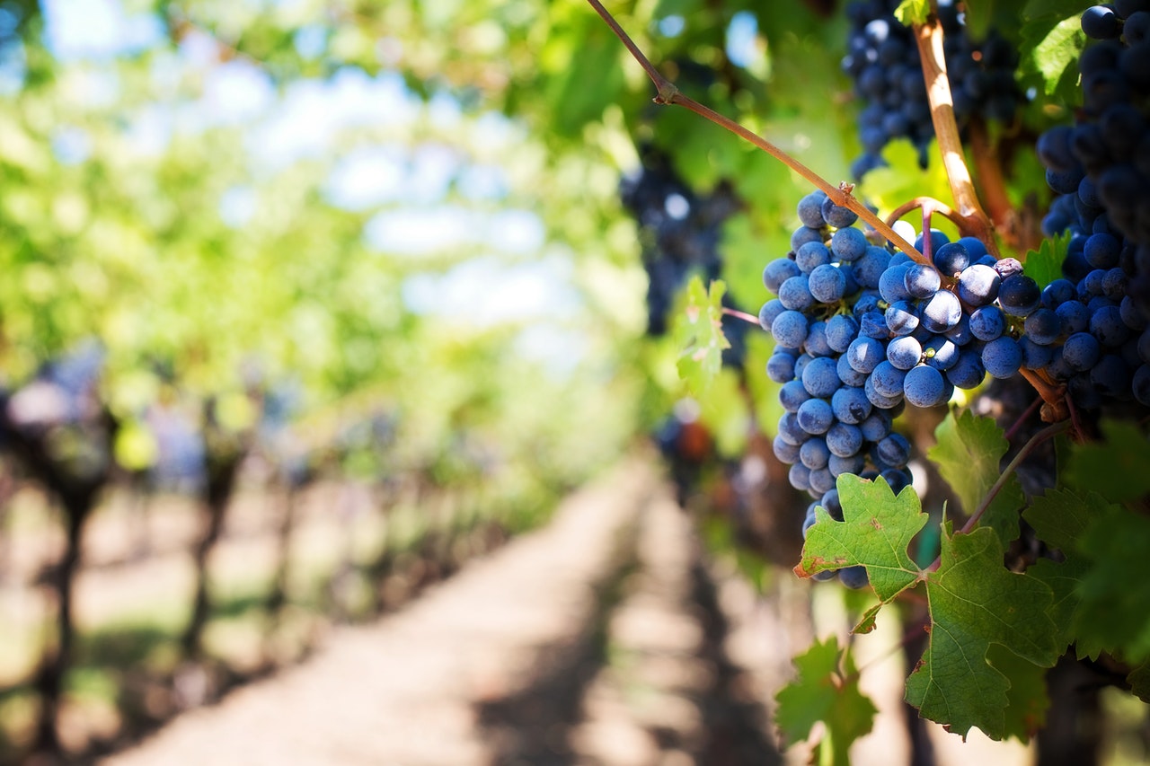 Explora el mundo de los vinos: de la cepa a la copa